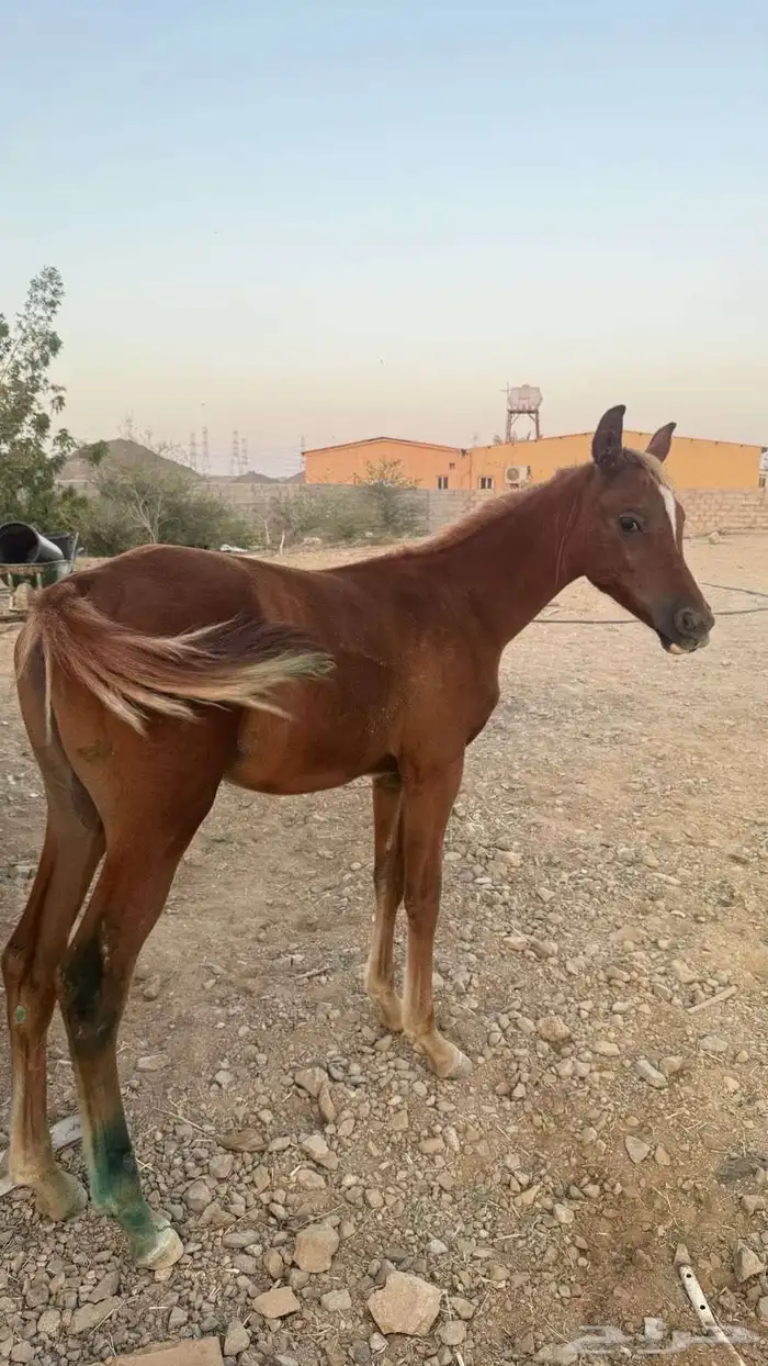 خيل عربيه اصيله ومهر 0