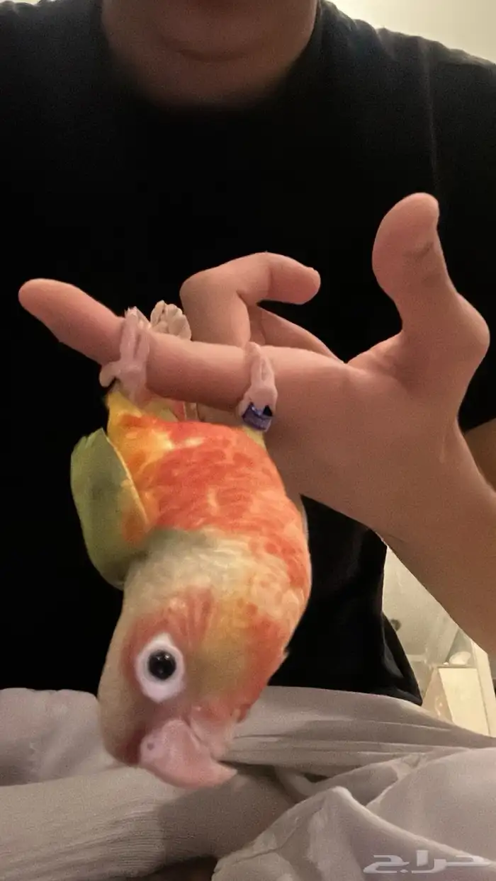 كنيور انناس اليف وهدد 0