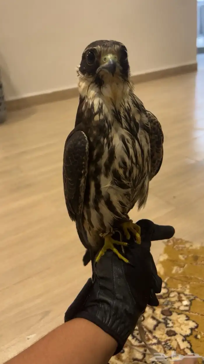 بكه او بجه 0