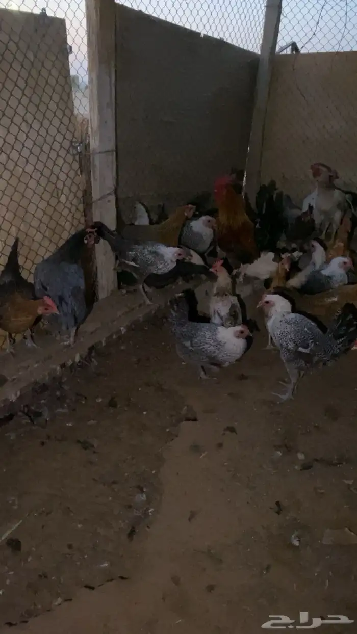 دجاج بياض شرط 6