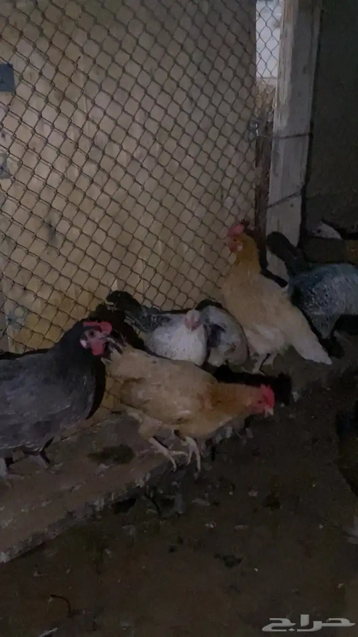 دجاج بياض شرط 14