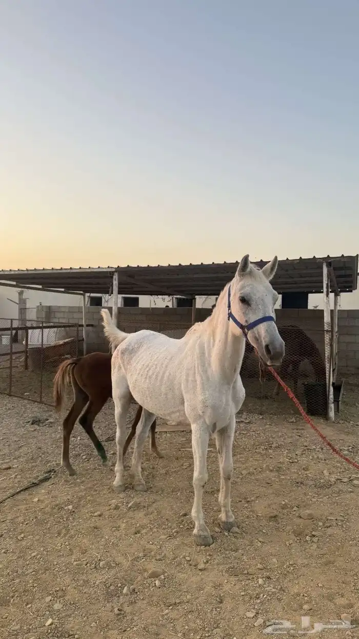 خيل عربيه اصيله ومهر 1