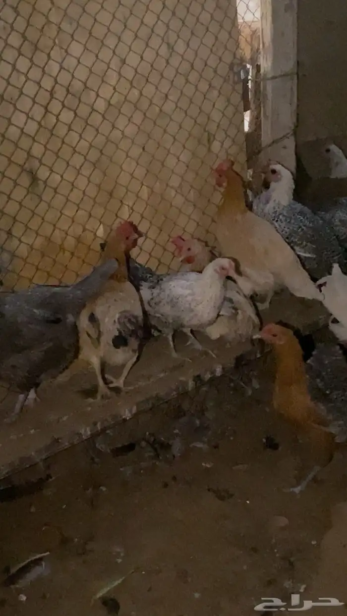 دجاج بياض شرط 2