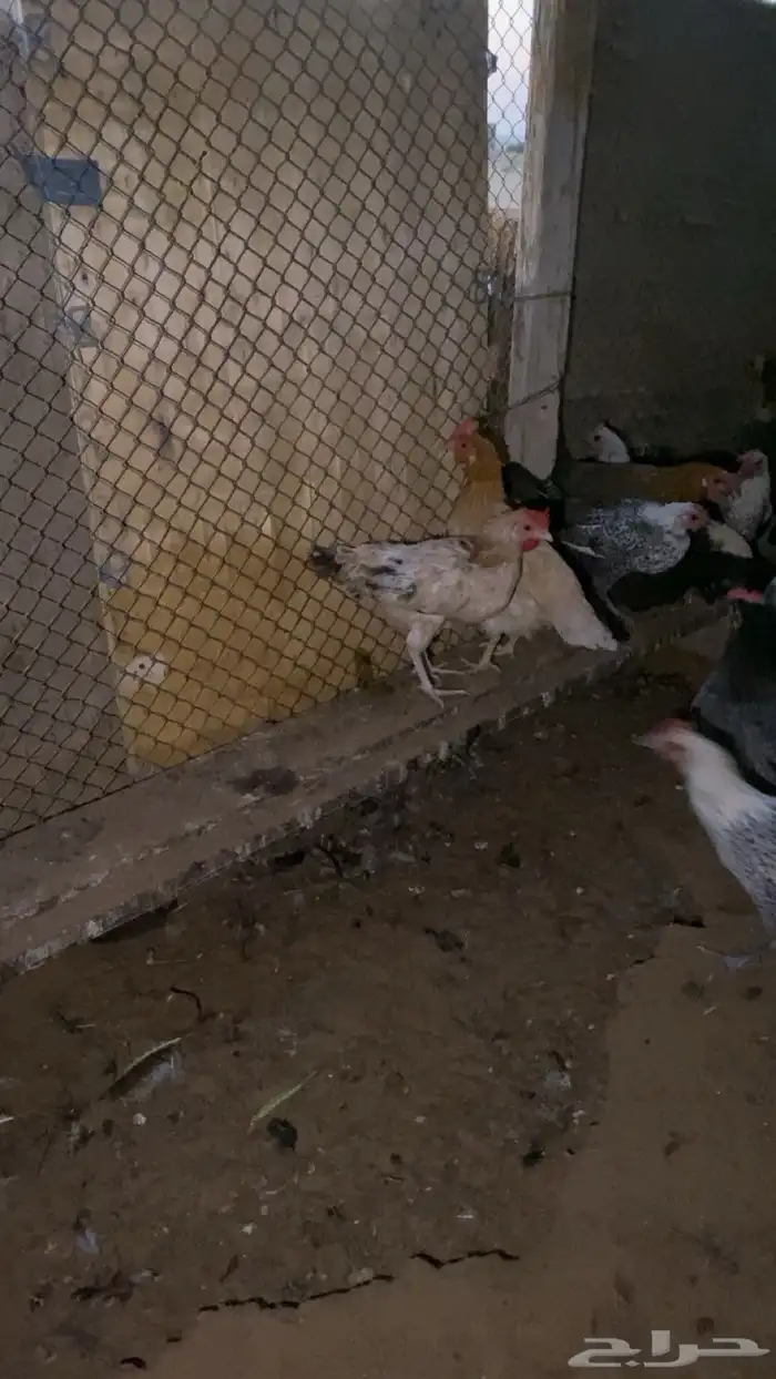 دجاج بياض شرط 5