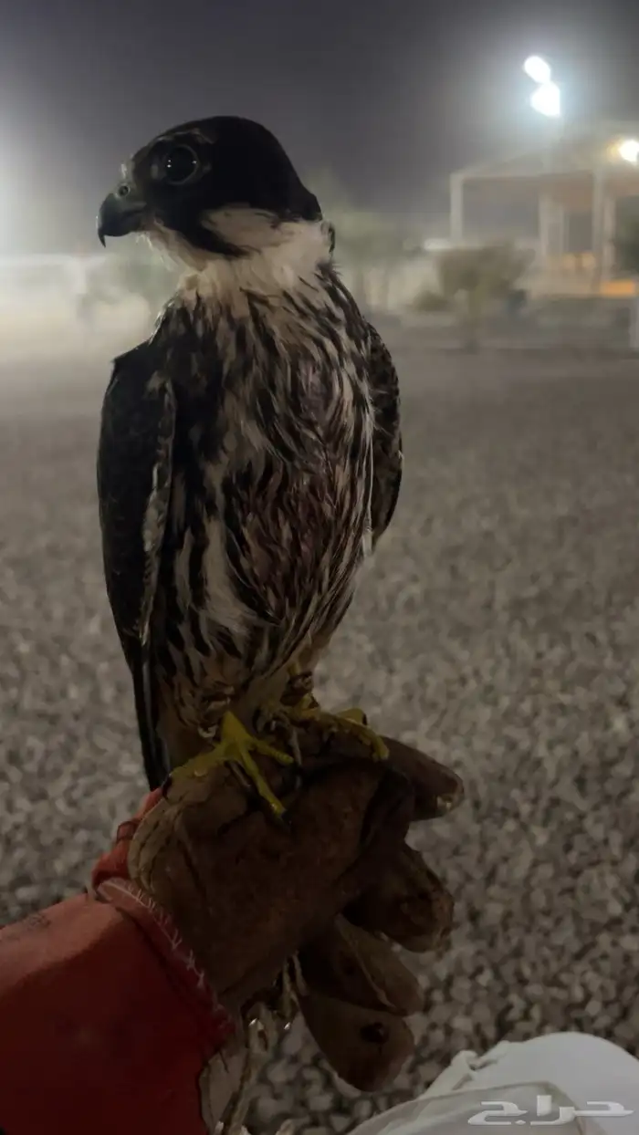 بكه او بجه 2