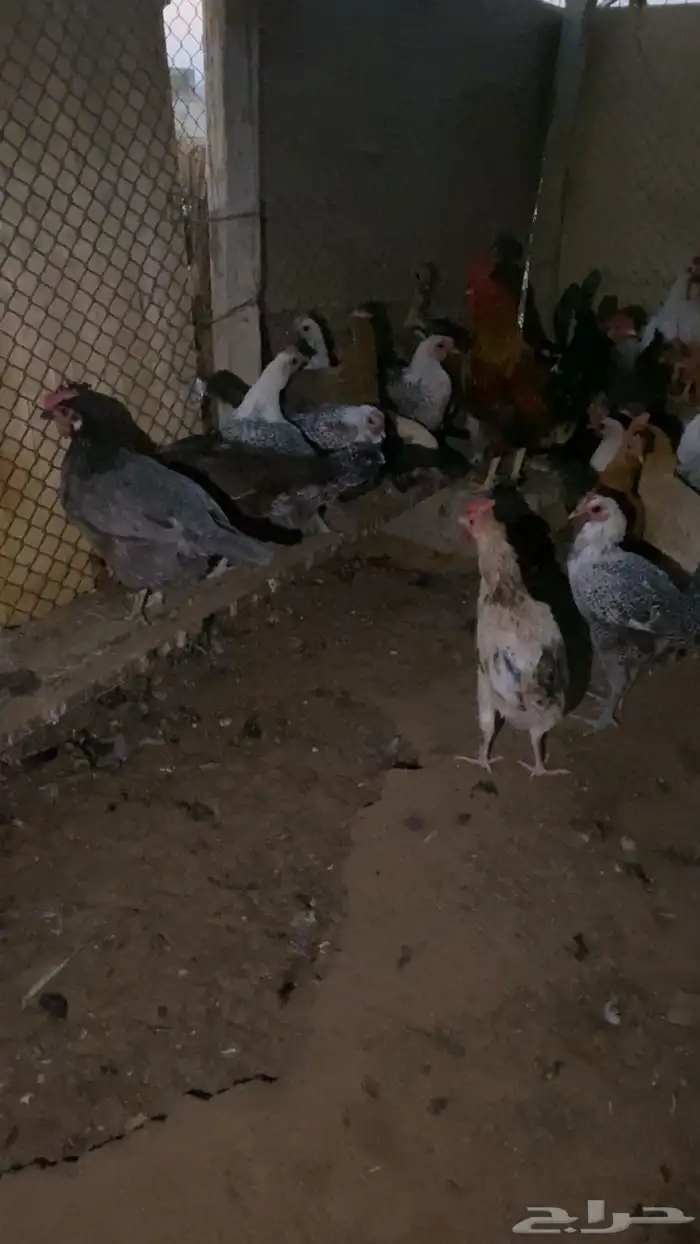 دجاج بياض شرط 3