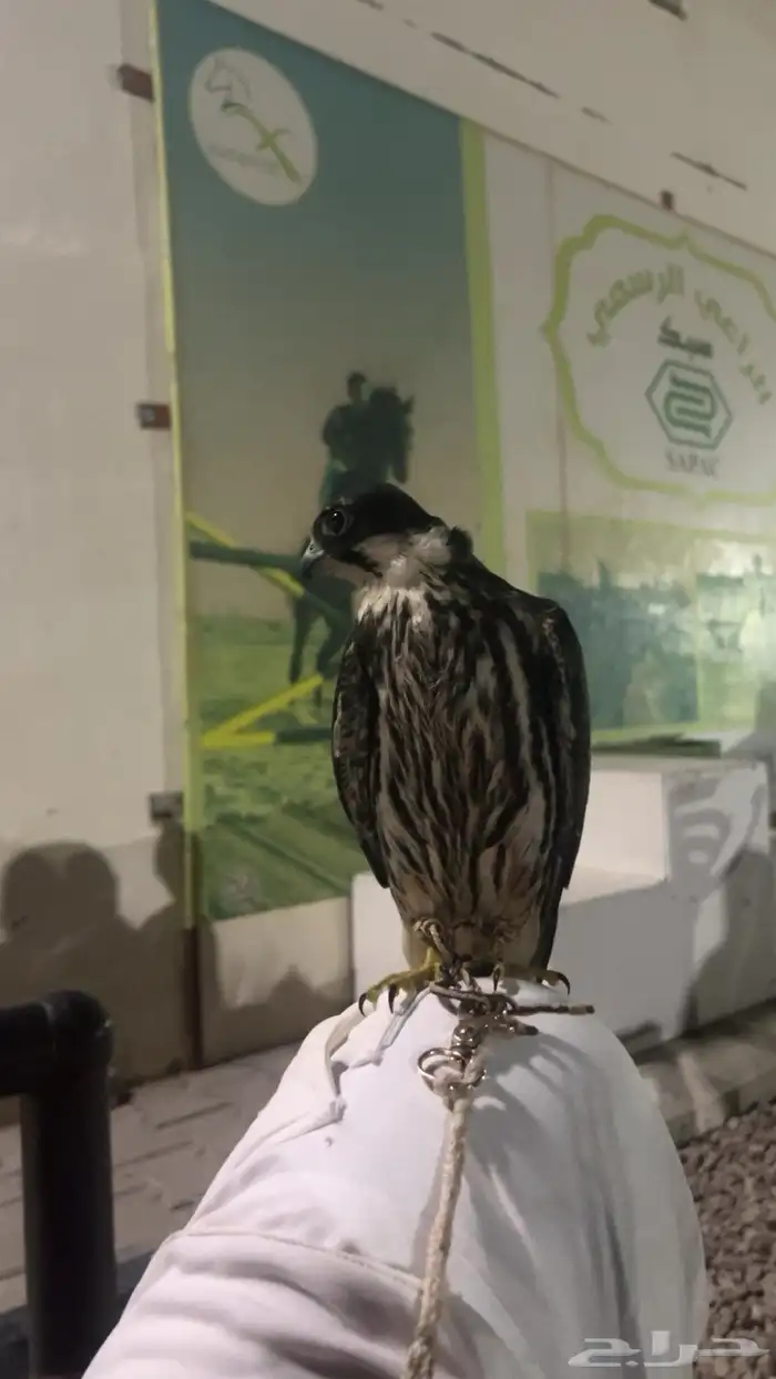 بكه او بجه 3