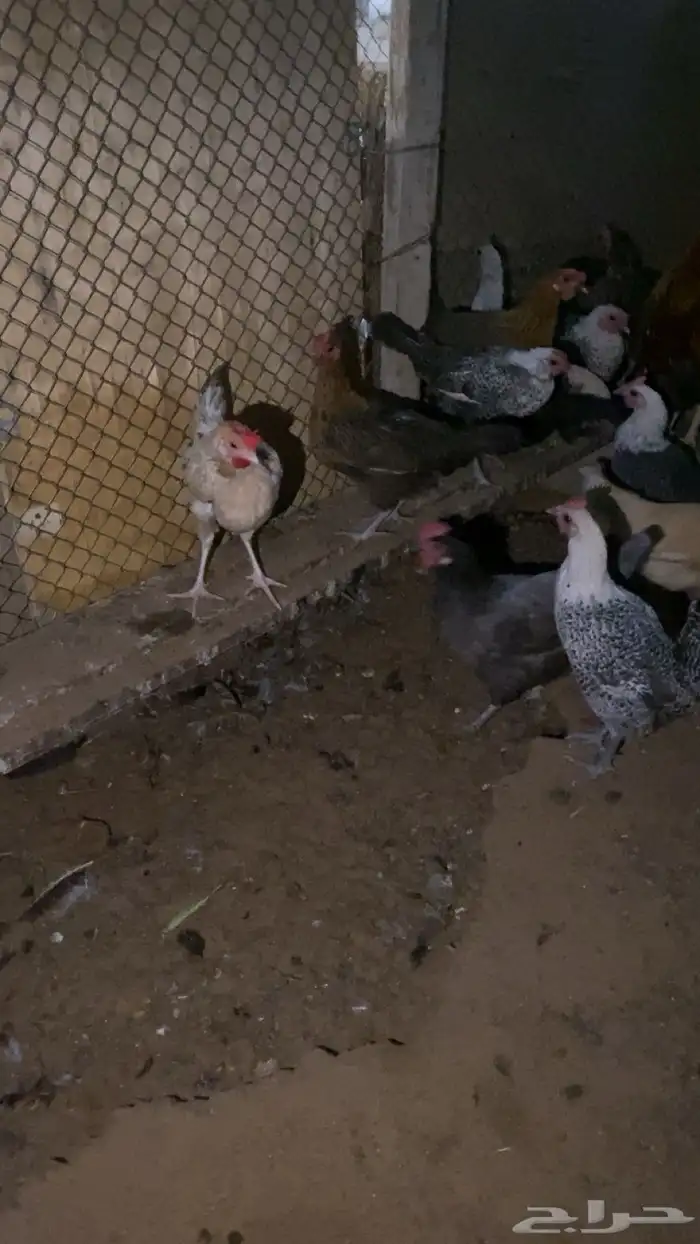 دجاج بياض شرط 12