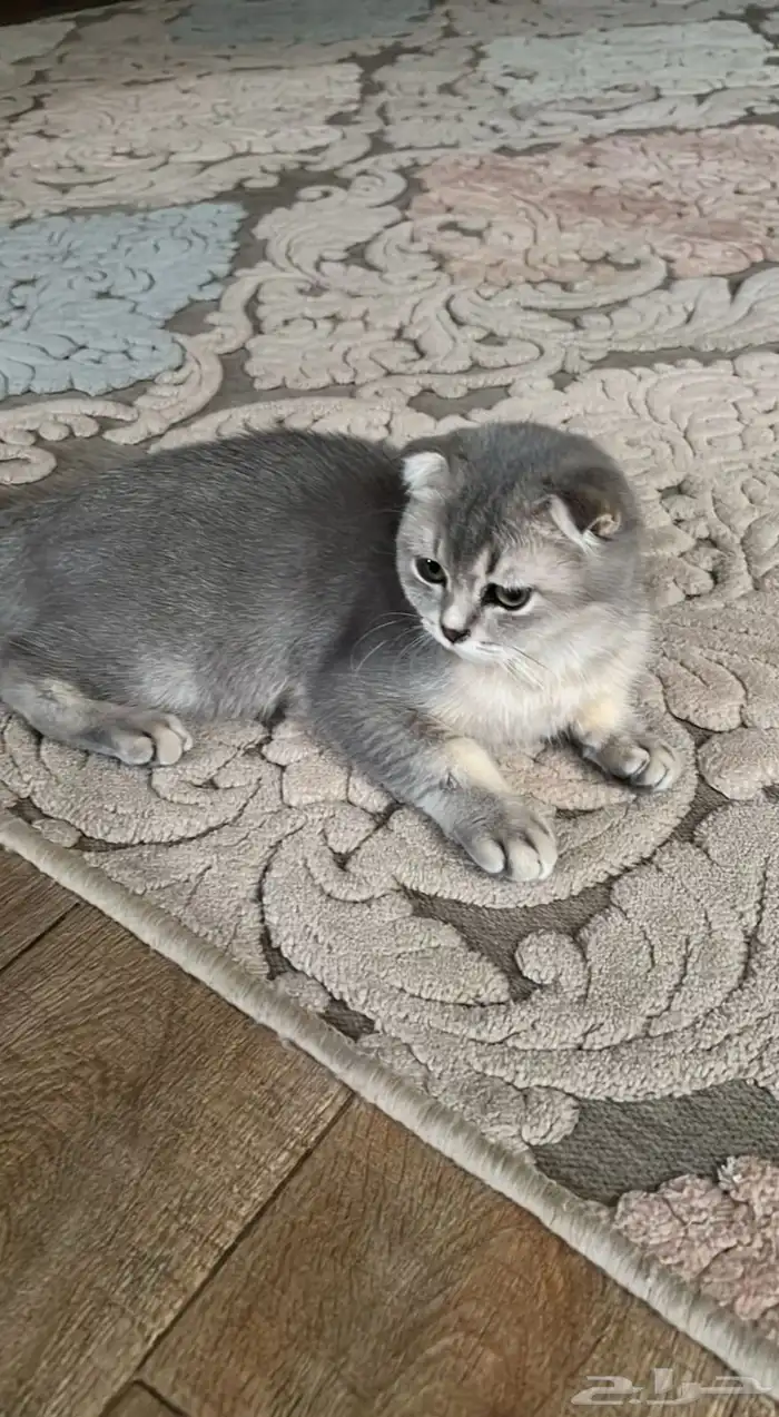 قطوة نوع سوكتش فولد 0