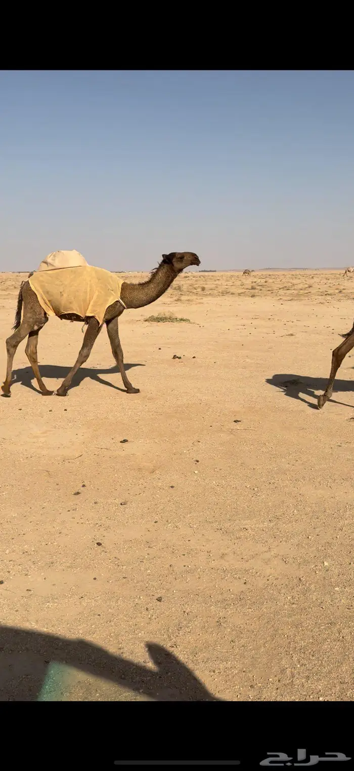 للبيع القعود الاشعل 0