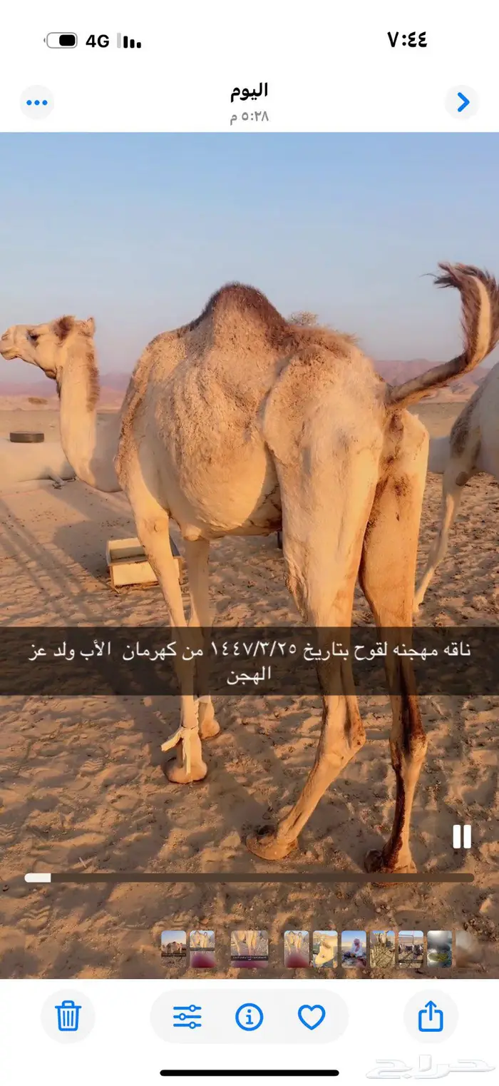 ناقه مهجنه لقحه على كهرمان بتاريخ 1447 3 25 0