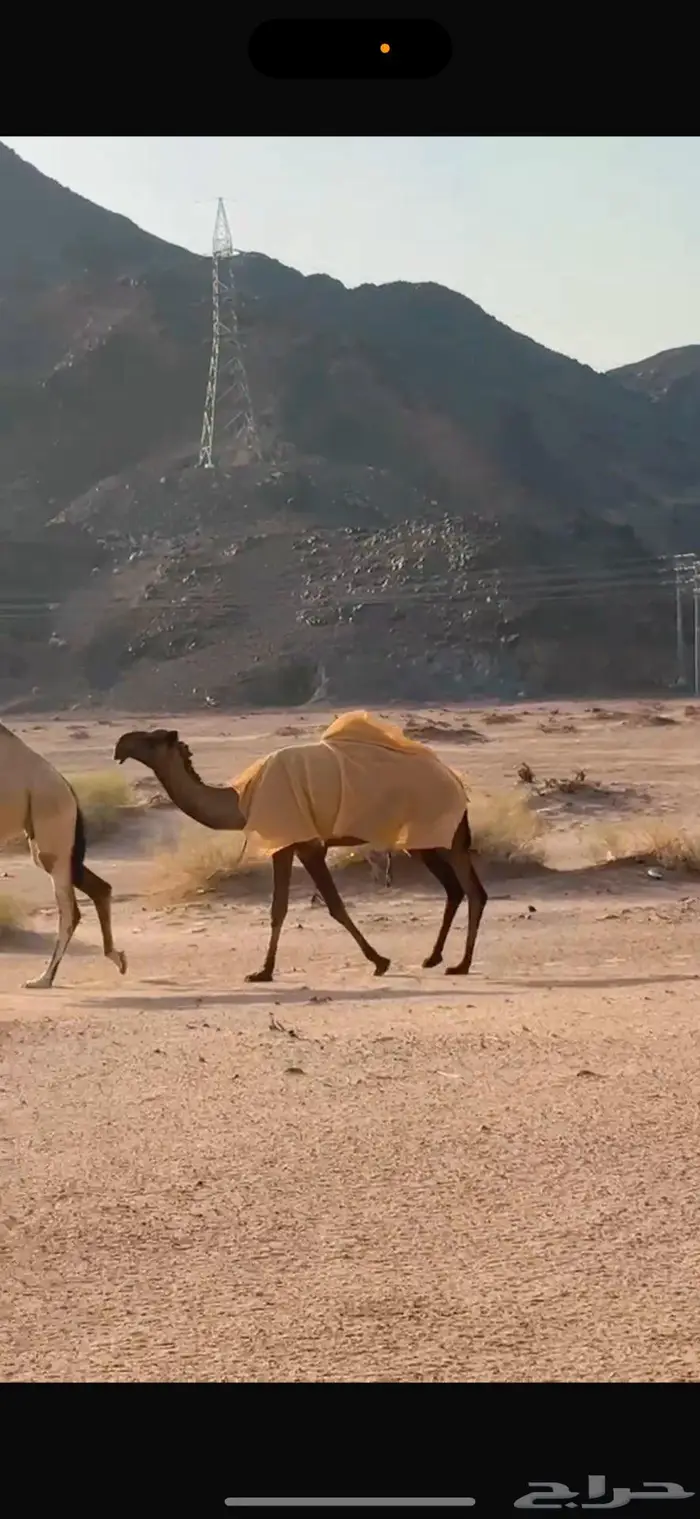 بكره صفراء كفو ساس 3