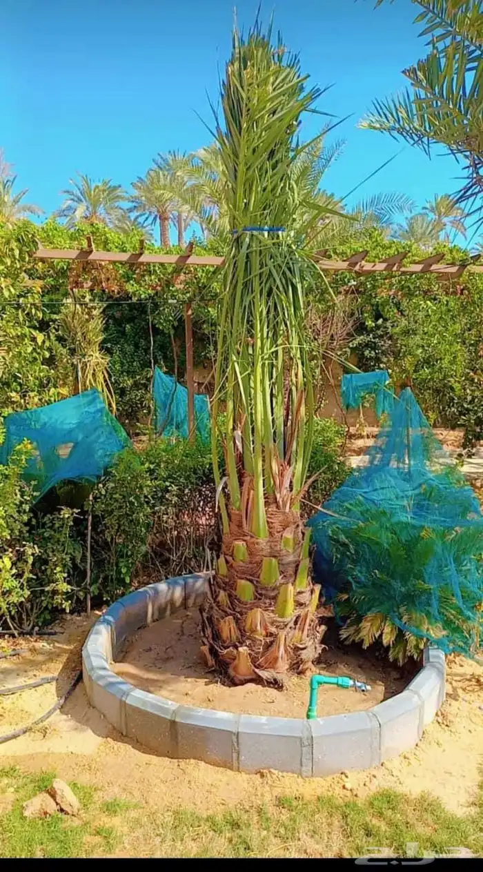 لدينا جميع انواع النخيل العربي والوشنطني 2