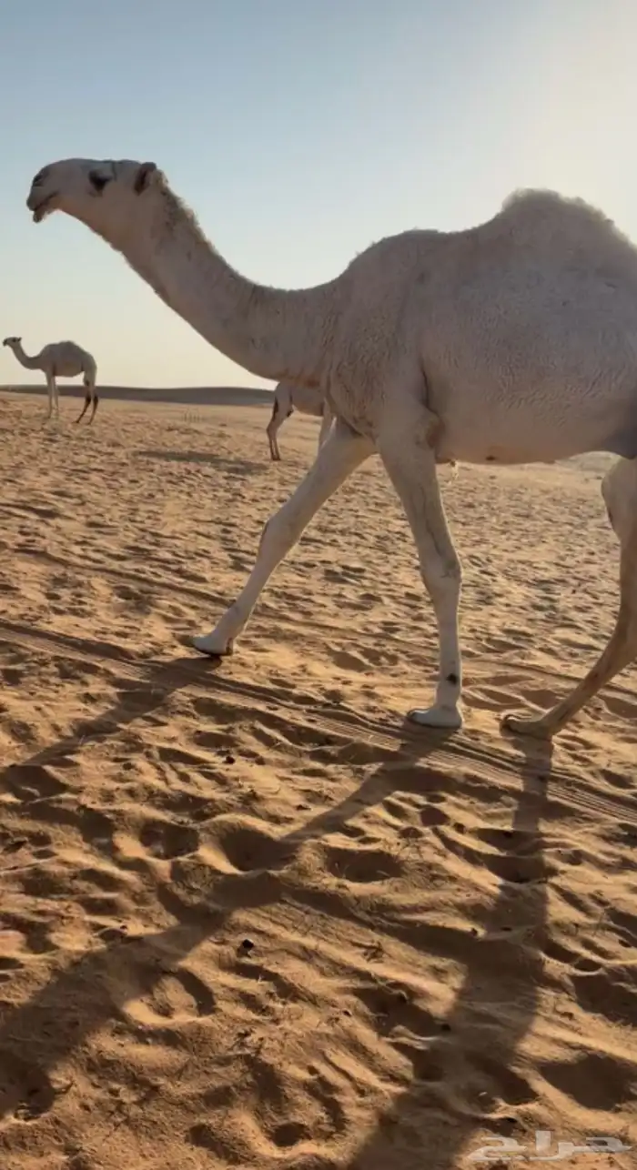 قعود 1