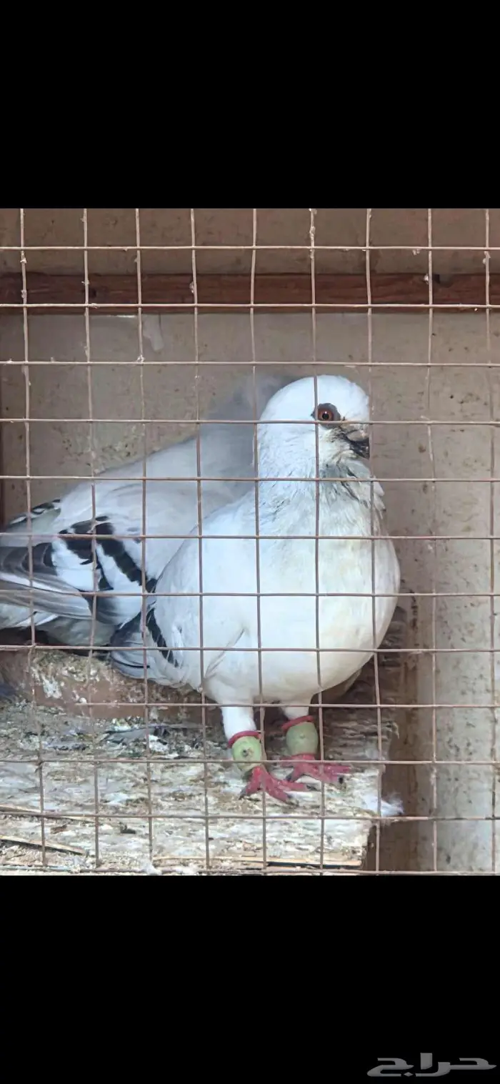 حمام شامي عمري بوز 1