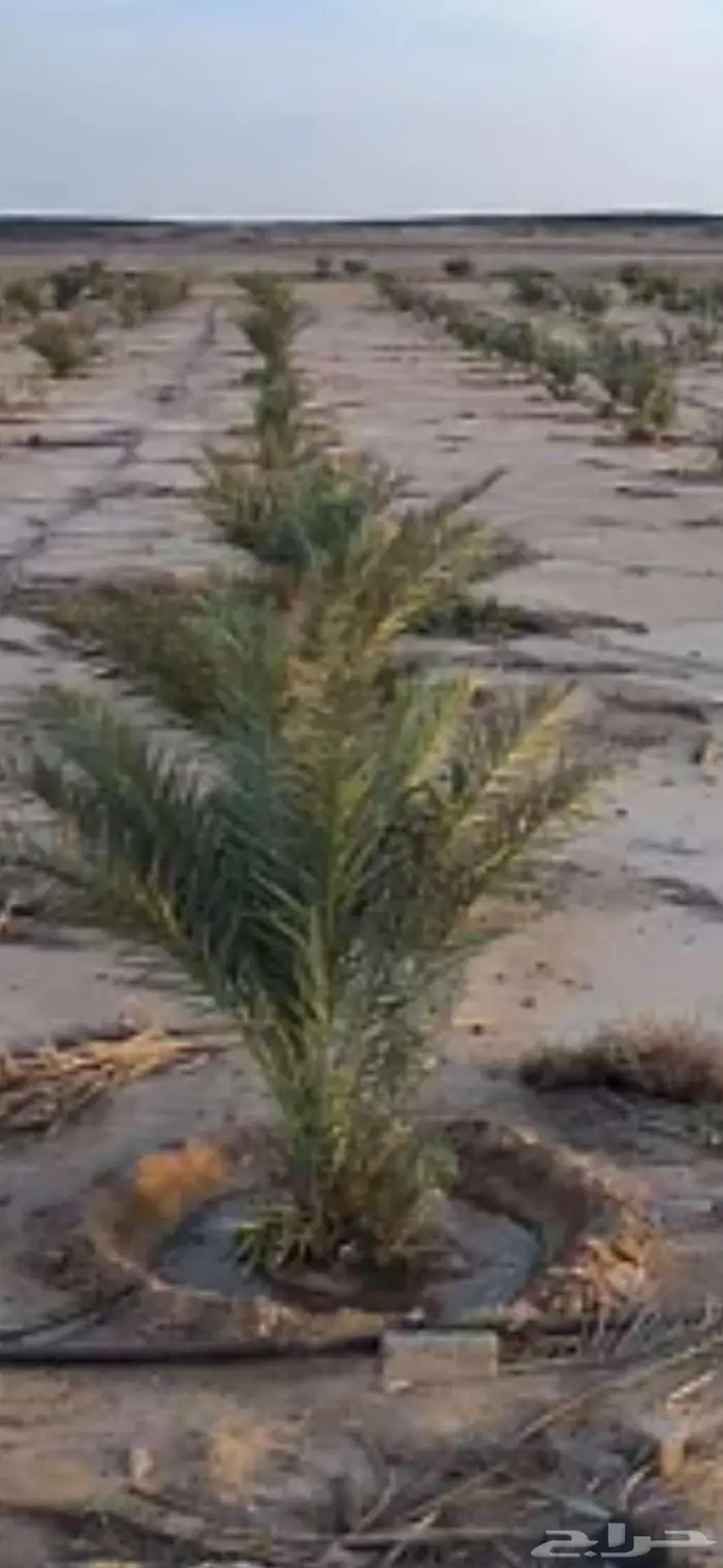 نخل للبيع النوع روثانه وبرحي 1