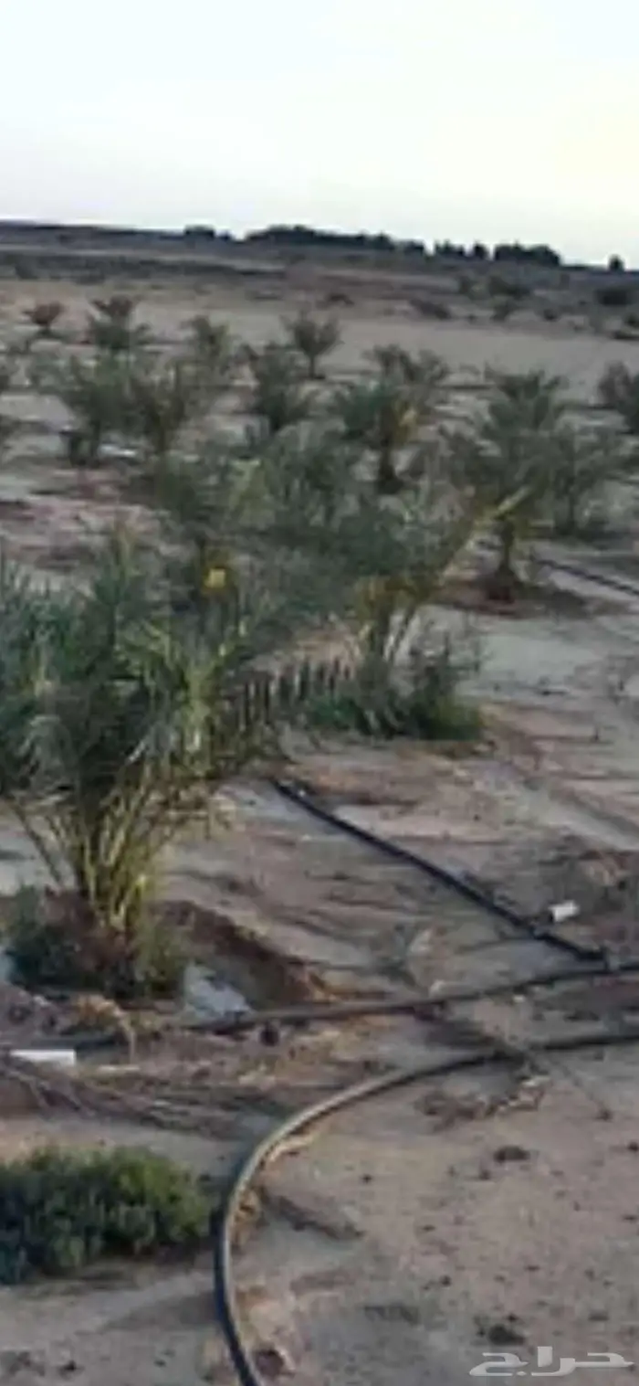 نخل للبيع النوع روثانه وبرحي 0