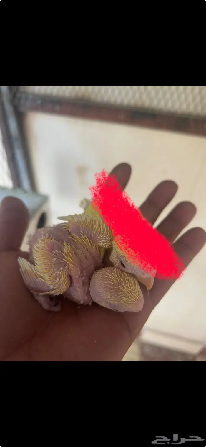 البيع فروخ روز 1