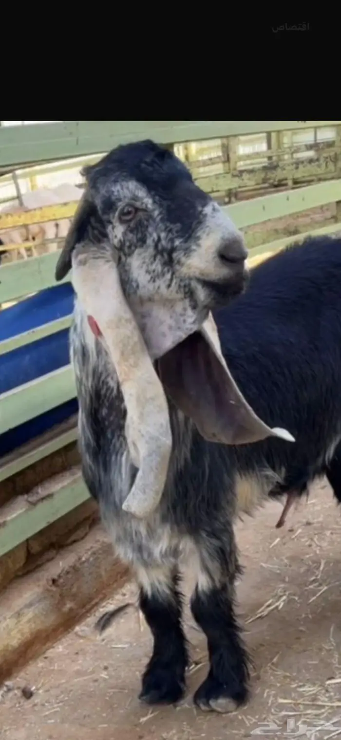 جذع عارضي معرف من حلال السعدون بالاحساء 0