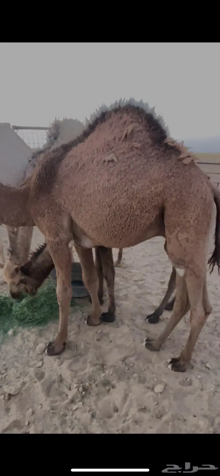 قعود 0