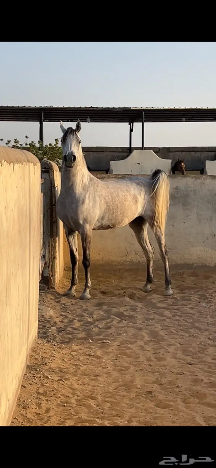 فرس واهو لم تسجل البيع شعبي 0