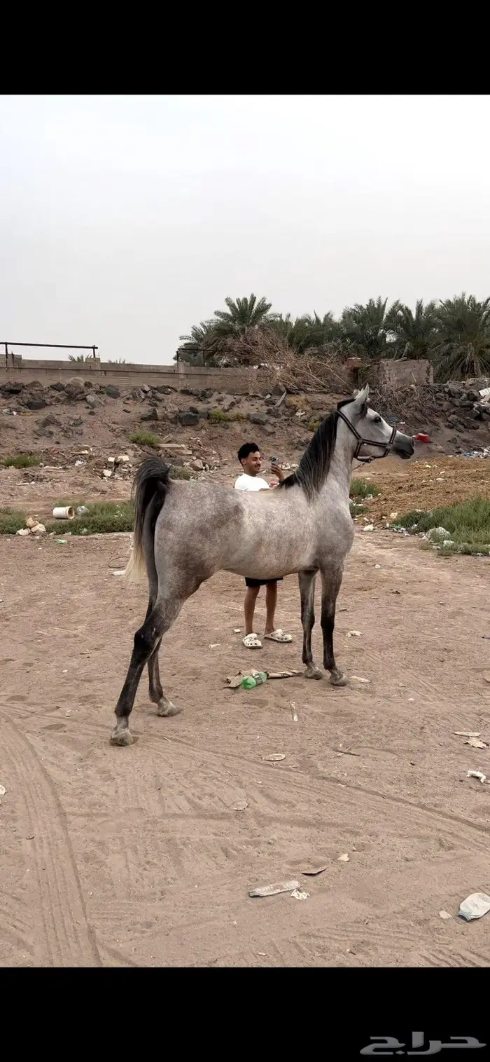 فرس واهو لم تسجل البيع شعبي 2