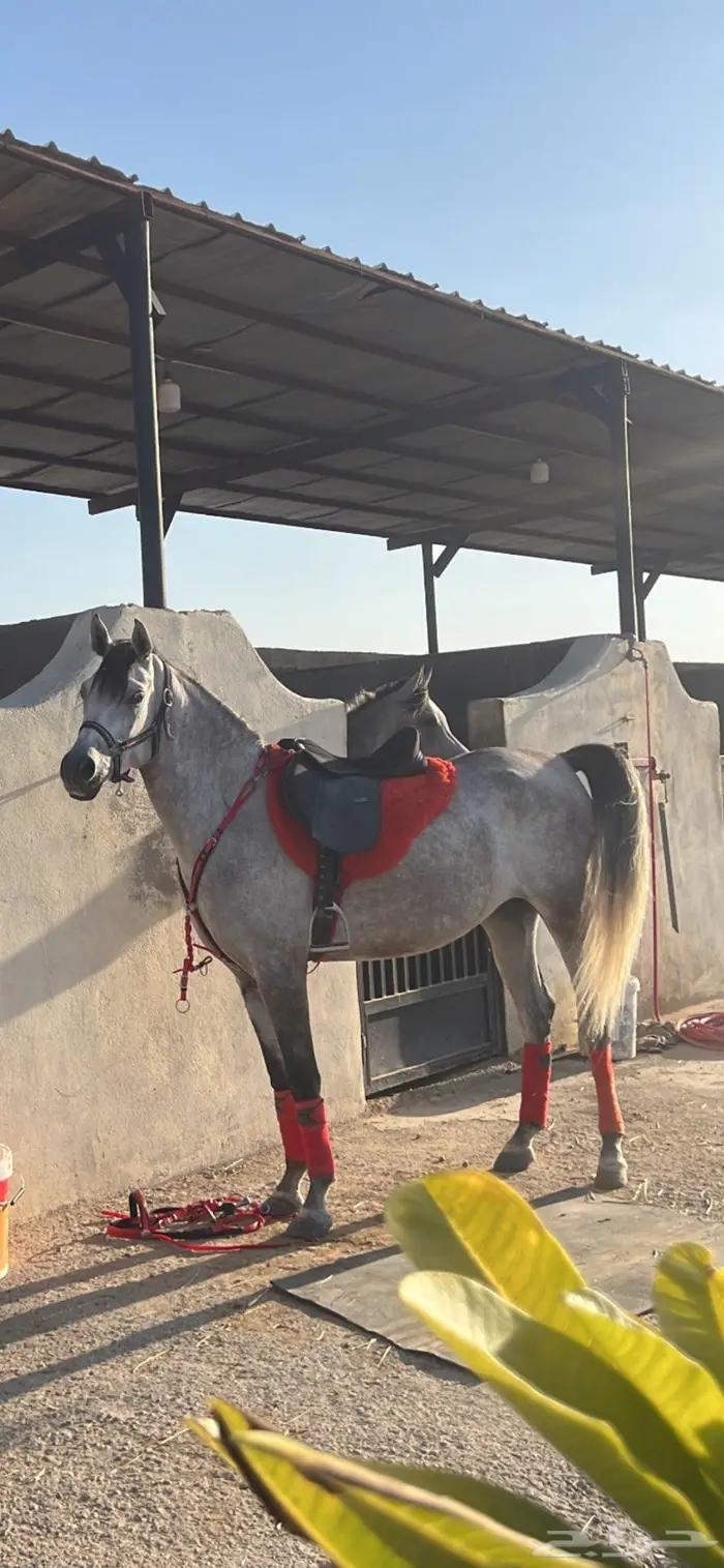 فرس واهو لم تسجل البيع شعبي 1