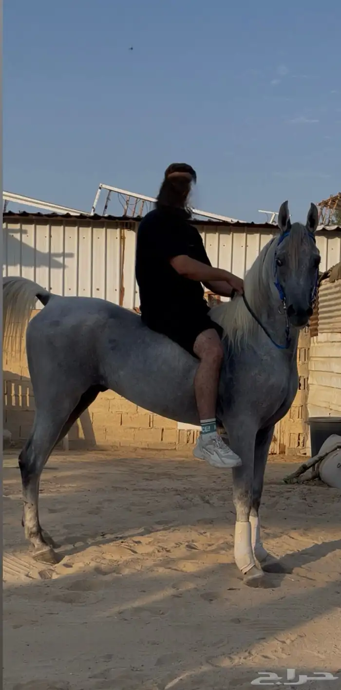 حصان واهو شيخ 1