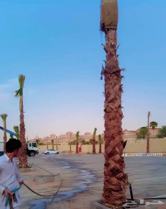 نخيل للبيع 2