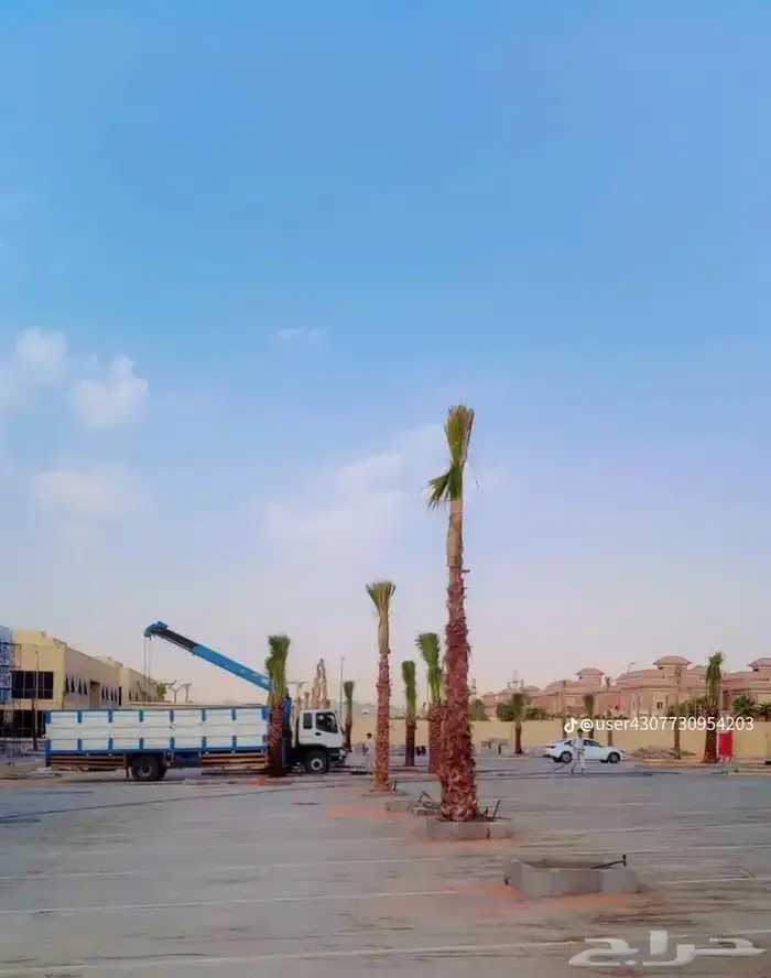 نخيل للبيع 4