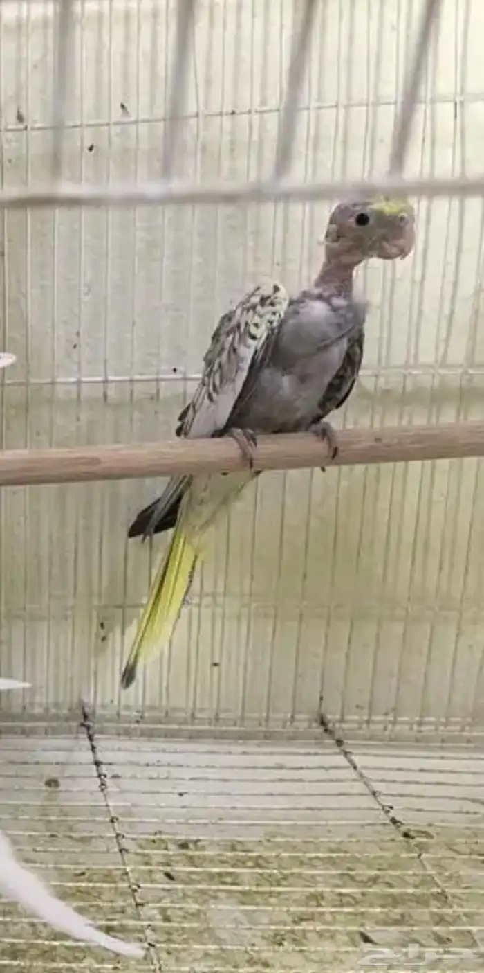 فروخ كروان 2