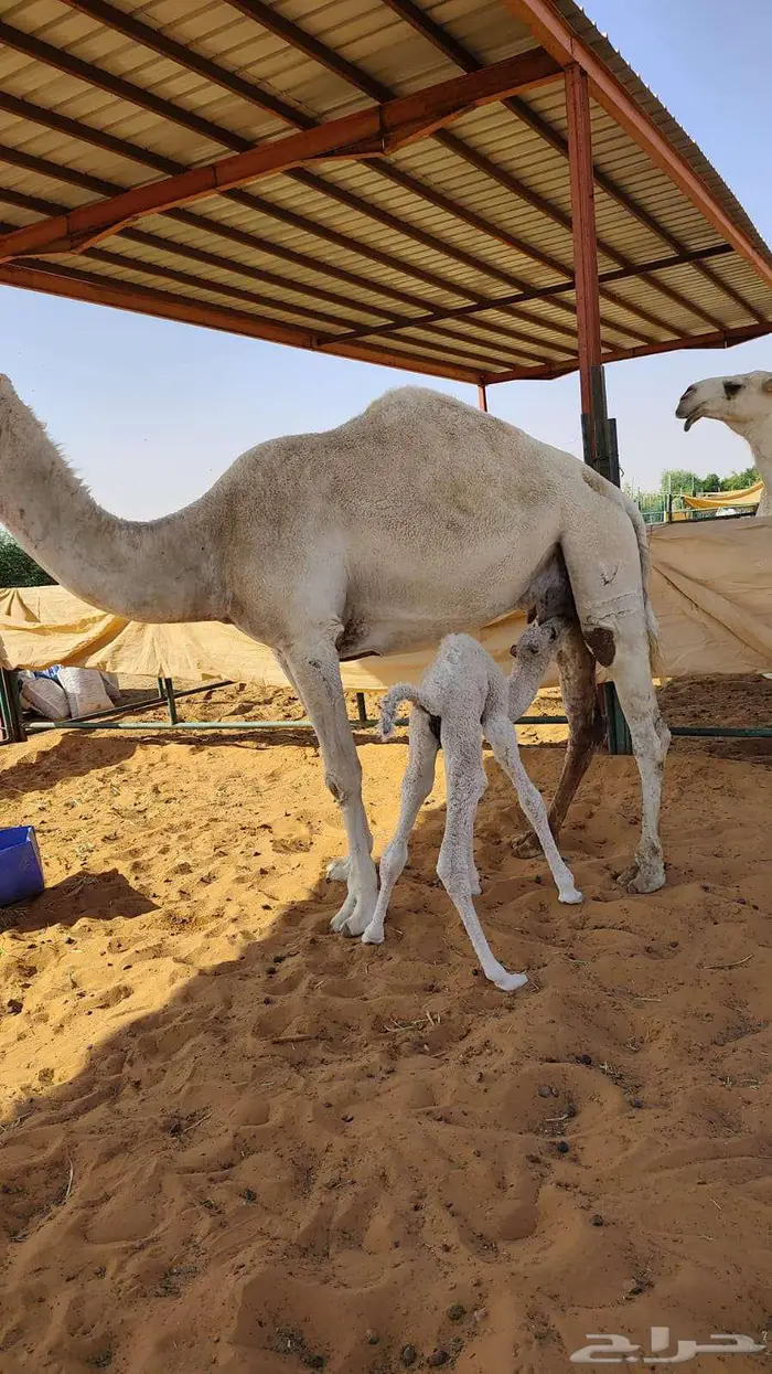 خلفة وضحاء مصغر 0