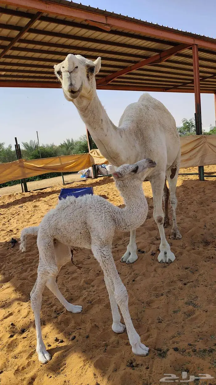 خلفة وضحاء مصغر 2