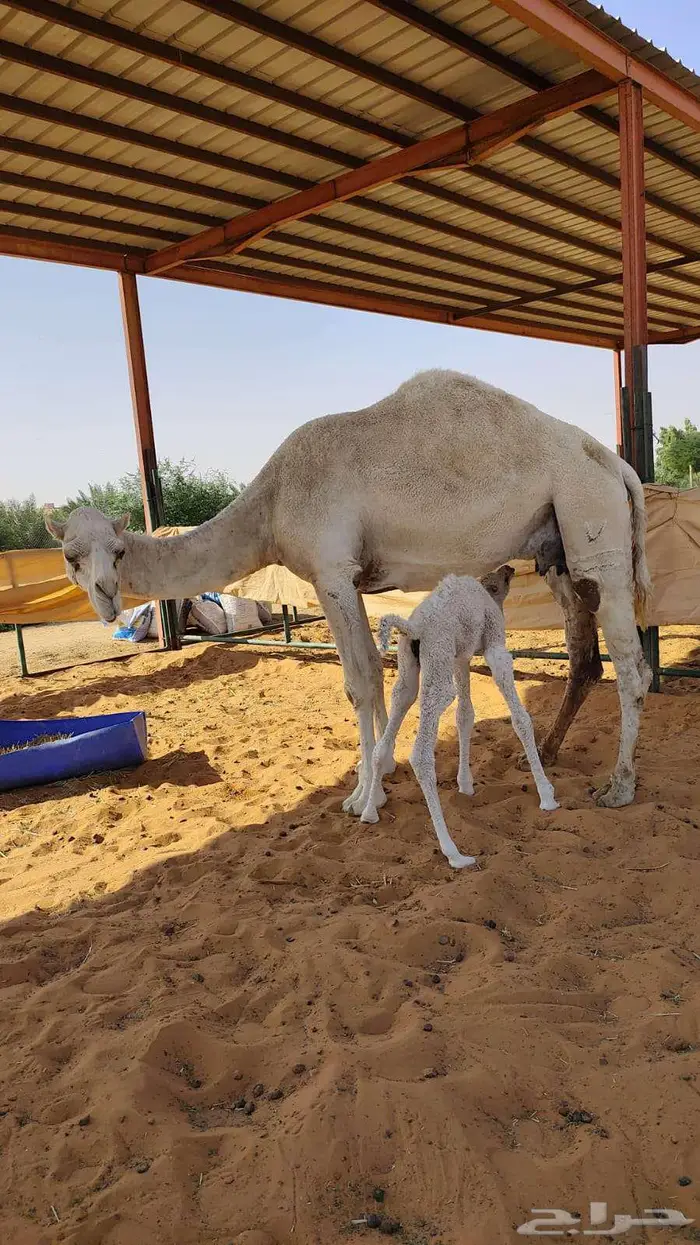 خلفة وضحاء مصغر 1