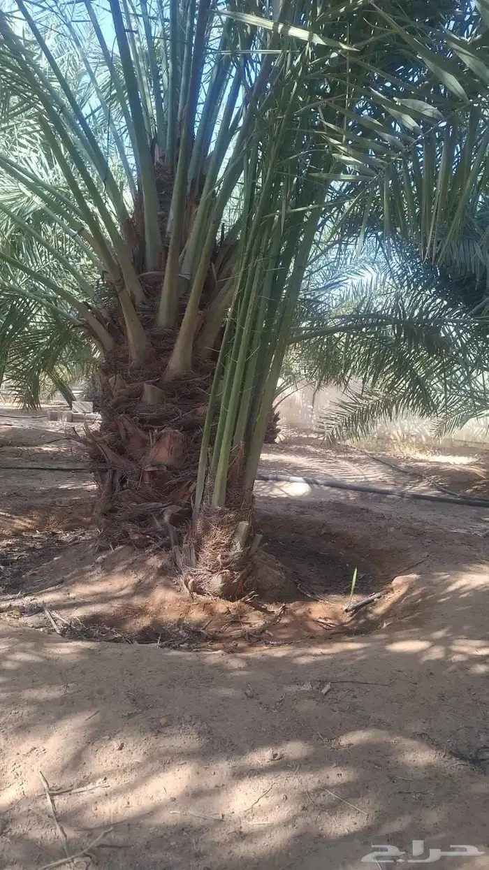 توريد جميع انواع النخل خلاص برحي مجدول صقعي هلال شيشي نقايل 1
