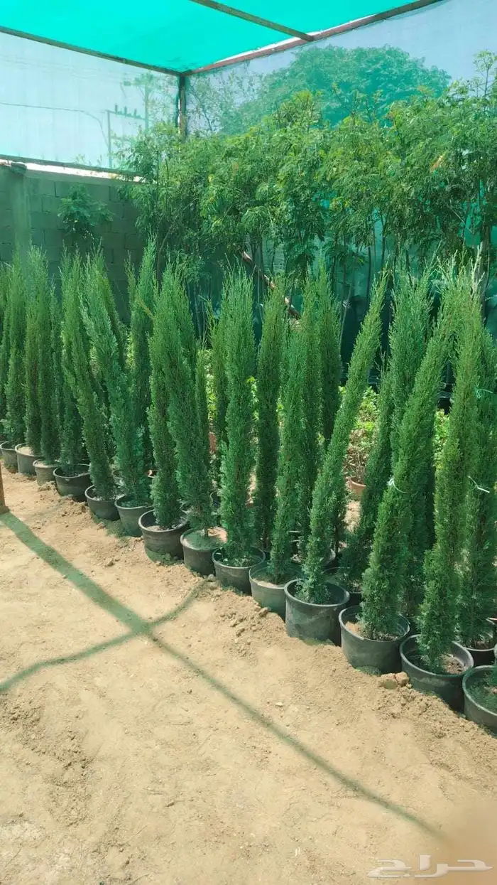 تنسق حدائق 9