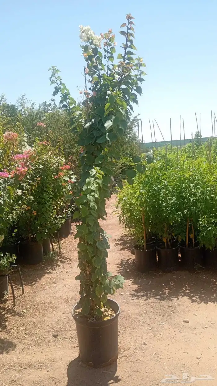 تنسق حدائق 1