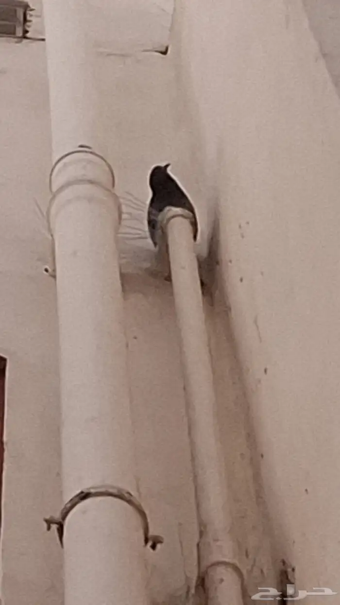 شركه تركيب طارد الحمام و طارد الطيور 6