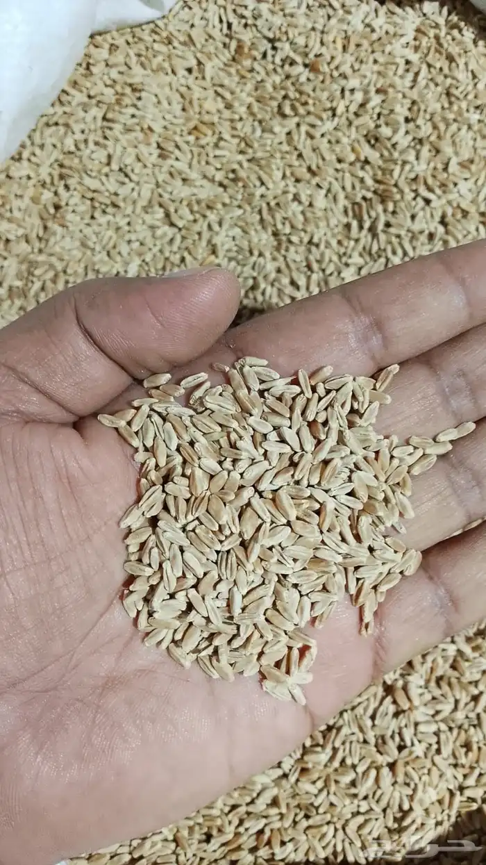 معية البدائع صنف رقم 1 1