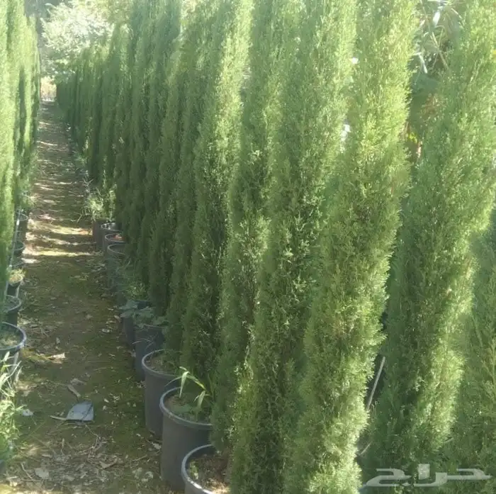 اشجار ونخل توريد وتركيب 9