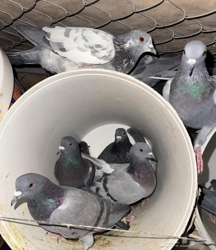 حمام بري ويسرح 2