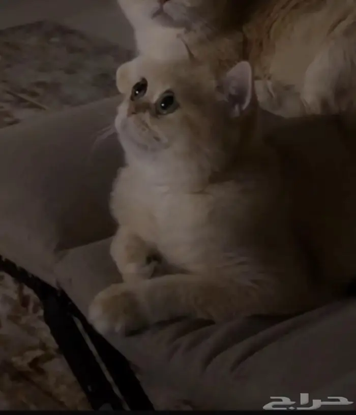 سكوتش ستريت ذكر وانثى من أهالي مستوردين من أوكرانيا 1