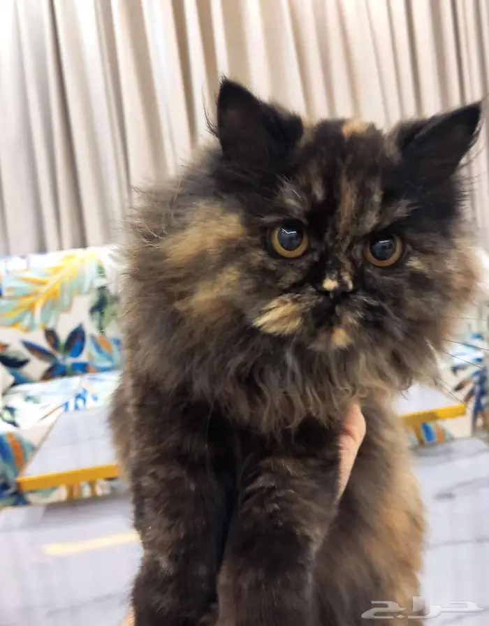 قطتين أليفات للبيع 6