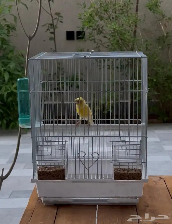 كناري تغريد 1