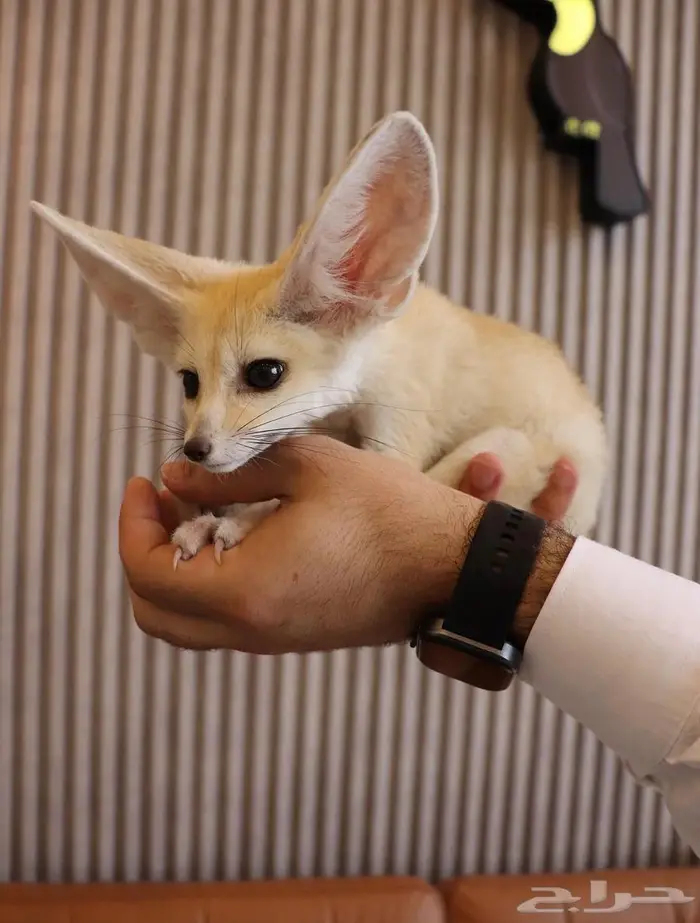 ثعلب الفنك مواليد 0