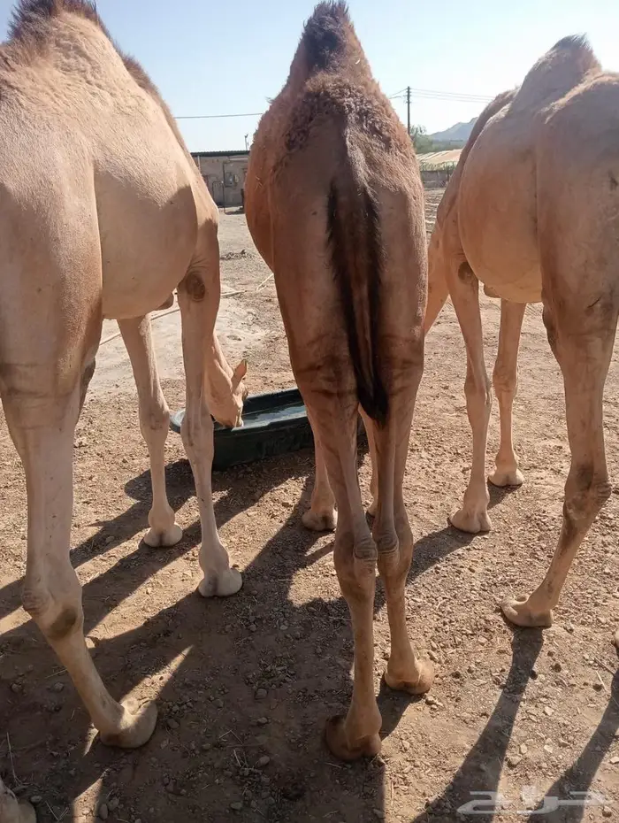 لكل المناسبات.. القعدان اللي تبيض الوجه 6