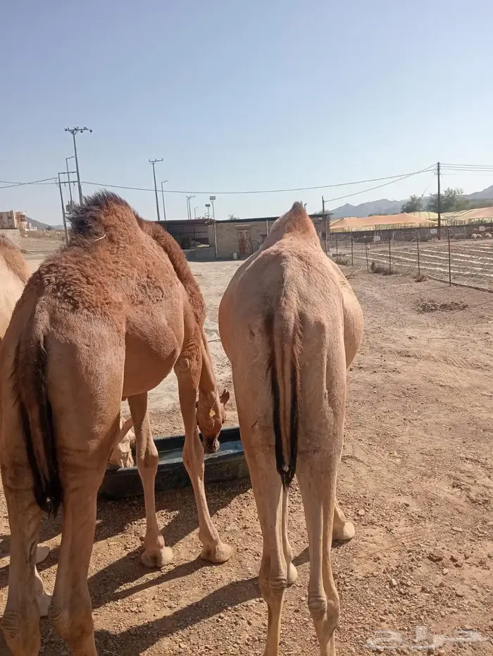 لكل المناسبات.. القعدان اللي تبيض الوجه 2