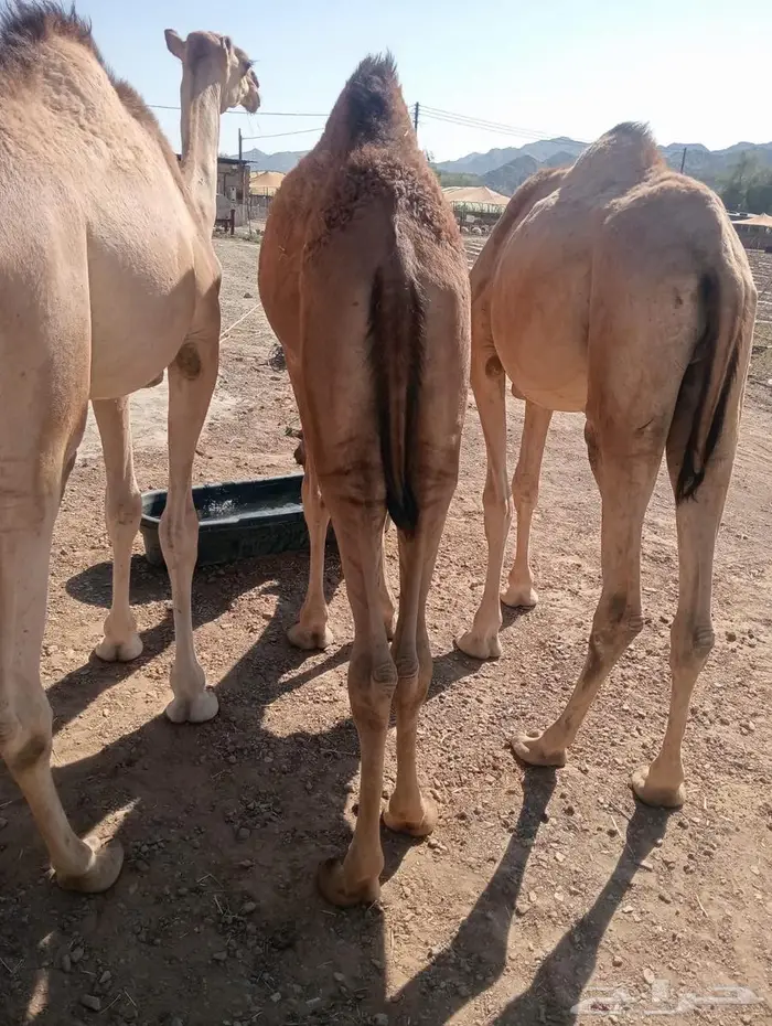 لكل المناسبات.. القعدان اللي تبيض الوجه 0