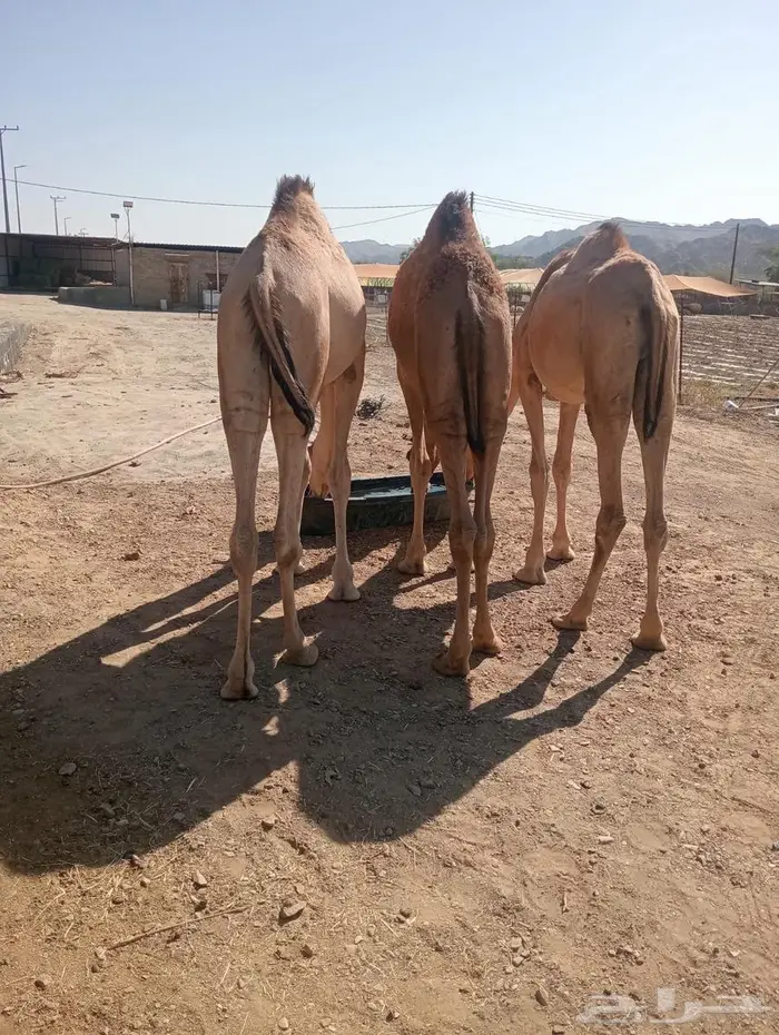 لكل المناسبات.. القعدان اللي تبيض الوجه 5