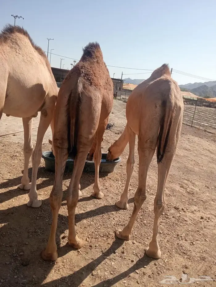 لكل المناسبات.. القعدان اللي تبيض الوجه 3